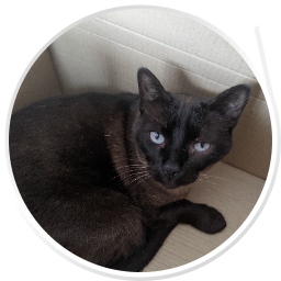 Katie's former cat, Pedro.